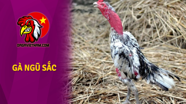 Tính cách và phong cách sống của gà ngũ sắc chân xanh